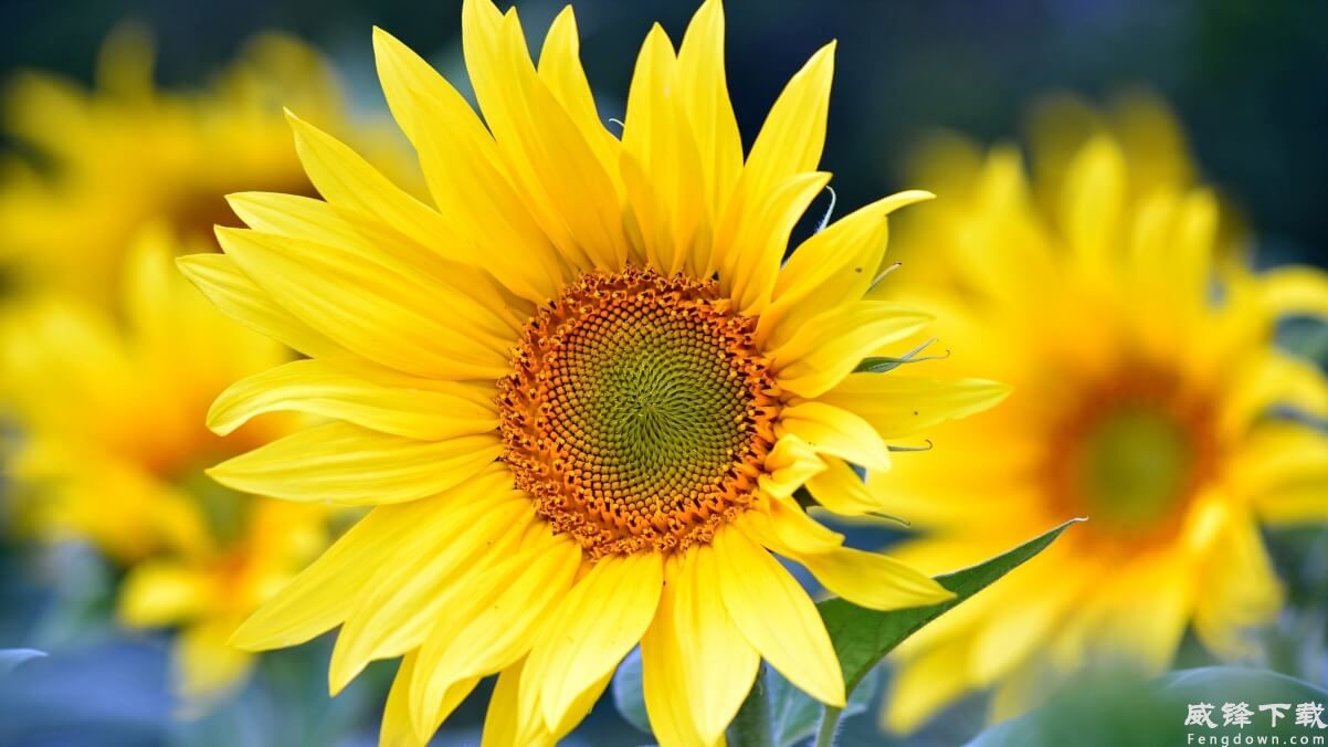 向日葵 鲜花 高清 4k壁纸