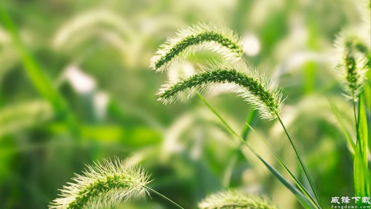 狗尾巴草5k壁纸图片