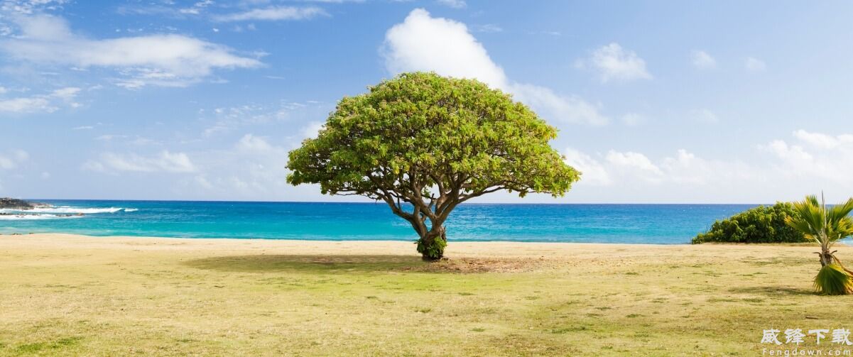 海边一棵树 风景壁纸