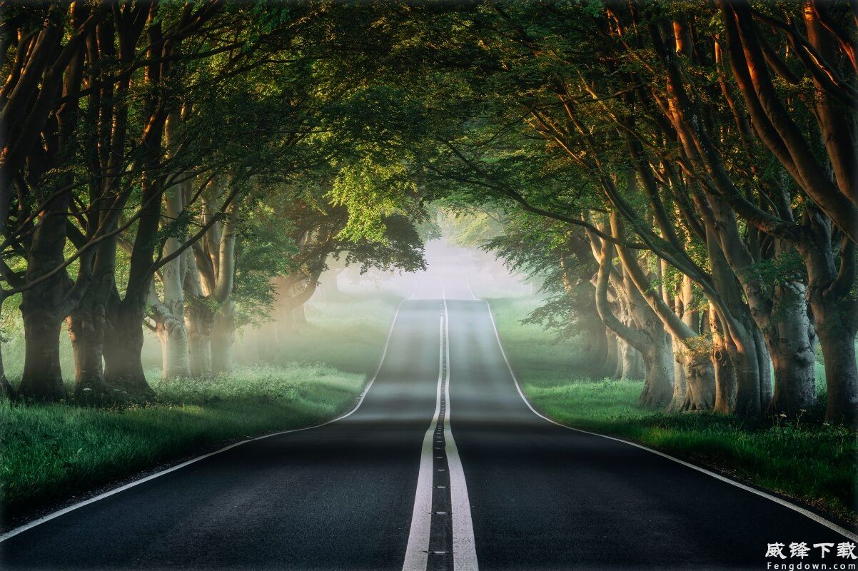 路 薄雾 自然森林 春天 小径 4K风景壁纸