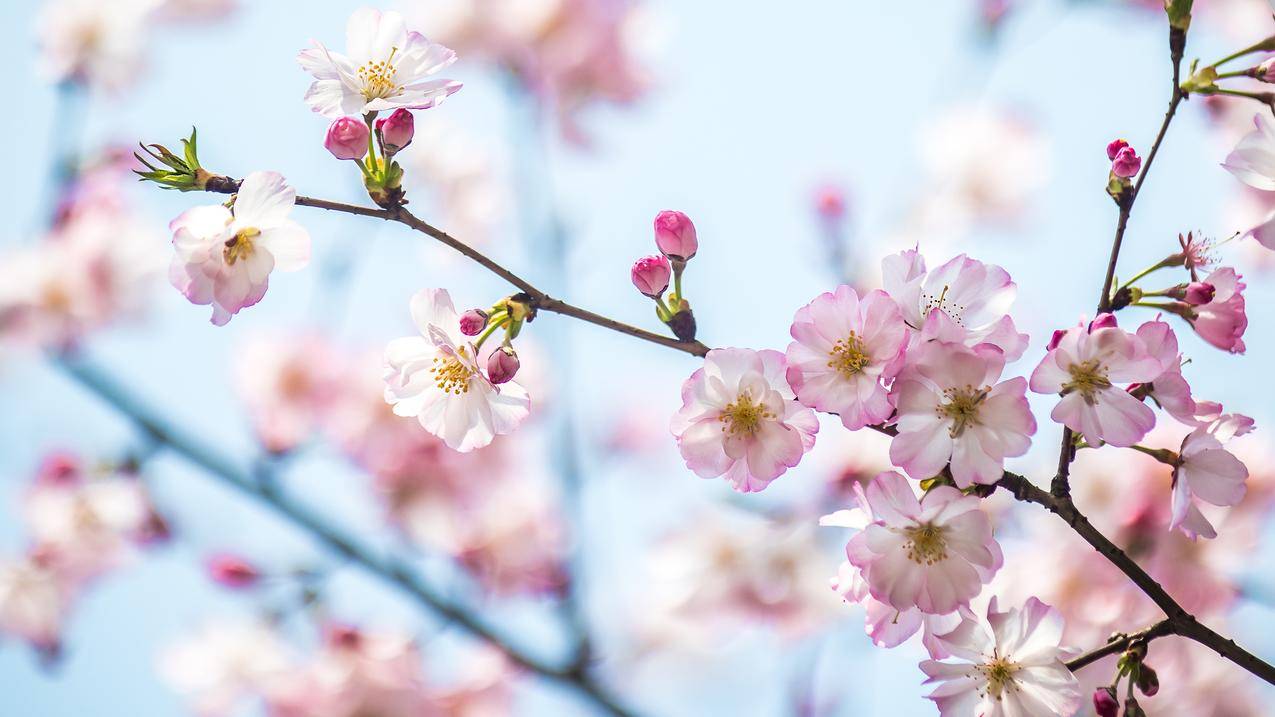春天里的樱花风景4K壁纸